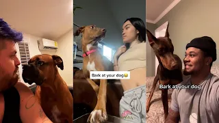 Bark At Your Dog ~ tiktok challenge