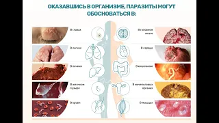 LR  гели Алое Вера выводят паразитов. Как и почему.