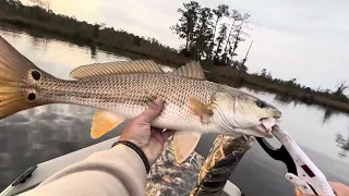 Catching Speckled Trout and Red Drum on Topwater!