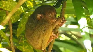 Philippine Tarsier - Amazing Big-Eyed Animal Facts