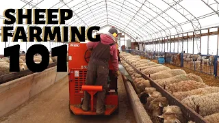 SHEEP FARMING 101 (FEEDING TIME & MORE!): Vlog 227