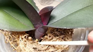 Лёгкий и простой способ разбудить орхидеи и заставить их расти 🌸