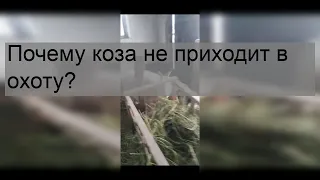 Почему коза не приходит в охоту?