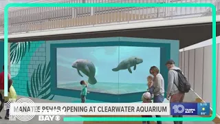 Clearwater Marine Aquarium opening new manatee rehabilitation center