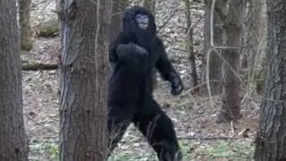 UNCANNY SASQUATCH FOOTAGE