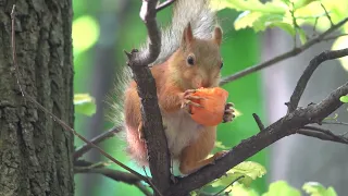 Об уставшей белке / About a tired squirrel