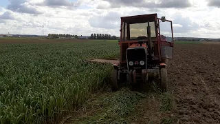 Koszenie owsa z przeznaczeniem na kiszonkę