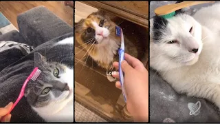 Tiktok Compilation - (2)Brush Your Pet With A Wet Toothbrush To Remind Them Of Their Mom -Cutes Cats