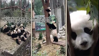 Funny panda videos | Cute panda falling comilation | try not to laugh