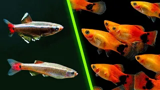 Top 5 Amazing & Affordable Aquarium Fish