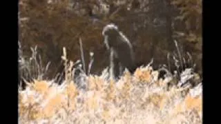 Video Proof of Sasquatch