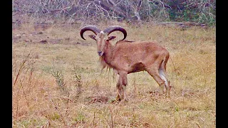 Texas Exotics Public Land Draw Hunt, Part 1.