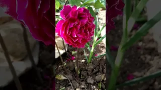 12 дней непрерывного цветения розы 'Baron Girod de l’Ain' 11.05.24