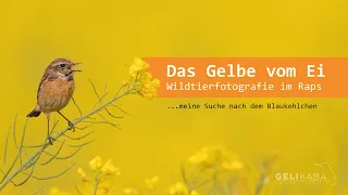 Das Gelbe vom Ei - Wildtierfotografie im Raps... meine Suche nach dem Blaukehlchen. Vlog mit Tipps