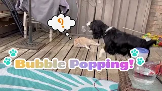 Springer Spaniel Popping Bubbles! | Spring 2021