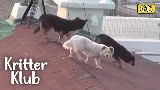 How Did These Dogs End Up On The Roof? I Kritter Klub