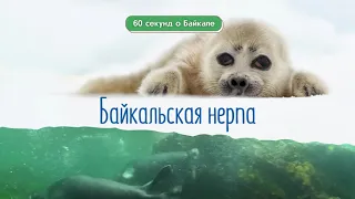 60 секунд о Байкале. Байкальская нерпа