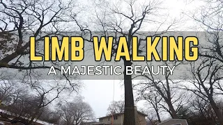 Limb Walking a Majestic Beauty