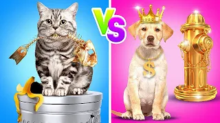 Cão Rico VS. Gato Pobre | Meu Cachorro no Round 6 - Um CÃO Foi Adotado, por Desafio Aceito