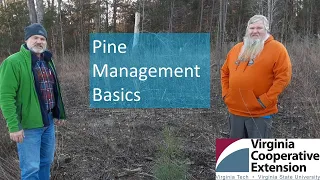 Fifteen Minutes in the Forest: Pine Forest Management