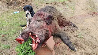 GENÇ KÖPEĞİMİN AZILI DOMUZ İLE İMTAHANI / Perfect Action wild boar hunting