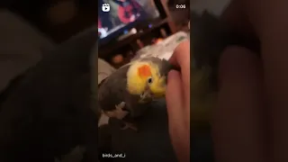 Такой хороший попугай Ромочка🥰🦜❤️