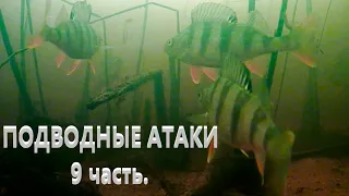 Подводная атака окуня на зимнюю блесну часть 9. Focusfish. Клоп 27мм.