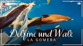 Delfin- und Walbeobachtung auf La Gomera - renatour.de