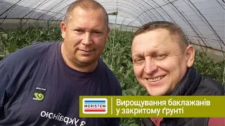 Вирощування баклажанів у закритому ґрунті