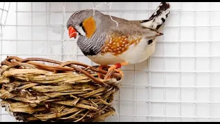 Zebra Finch Breeding Tips