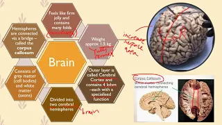 Early Approaches to Understanding the Brain (Unit 1 Psychology)