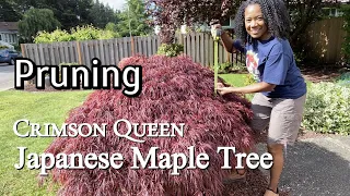 Tips When Pruning A Japanese Maple Tree