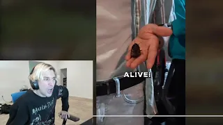 xQc reacts to person eating cockroach for 50$