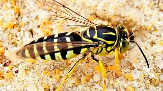 VESPA DA AREIA FAZENDO NINHO E CAMUFLANDO | CÂMERA MACRO