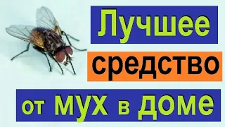 Как избавиться от мух народными средствами. Самое эффективное средство от мух в доме.