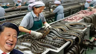 Chinese Snake Farm - How a Farmer Earns $1 Billion from 3 Million Snakes Annually