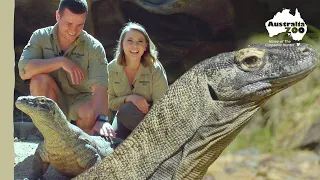 Indah loves her keeper cuddles | Australia Zoo Life