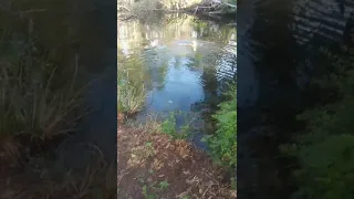 Crocodile attacks dog