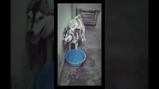 Siberian Husky Dogs First Mating Successful. Dogs mating, Mating Season.