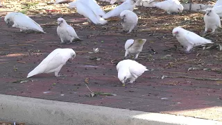 Little Corellas on ground eating olives