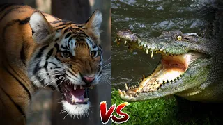 Бенгальский тигр против Крокодила - Кто Победит?