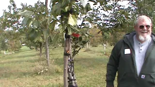 Cliff England Explaining How To Top Work Graft a Persimmon