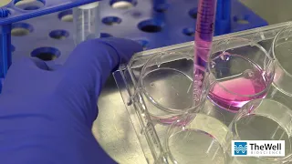 MSC (mesenchymal stem cell) Cell Harvesting from 3D Hydrogel Bead Culture