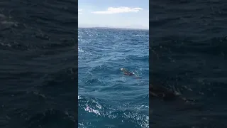 Fun Ibiza - Dolfijnen gespot tijdens de Es Vedra Cruise