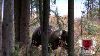 GRIZZLY BEAR AT THE CABIN!