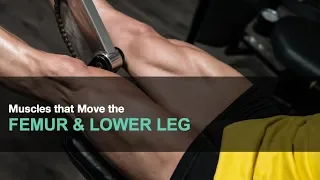 10.3-Muscles of the Lower Limb 1