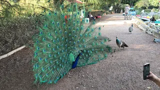 Una tarde tranquila un breve paseo con hermosos Pavo Reales