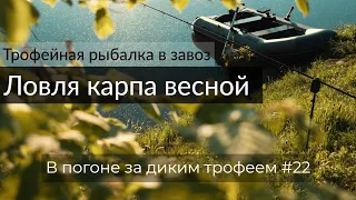 Ловля карпа весной. Карпфишинг на диком водоеме. В погоне за диким трофеем #22.