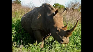 White Rhino with bird sounds: South Africa. Part 1.