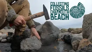 Collecting fossils on Charmouth Beach